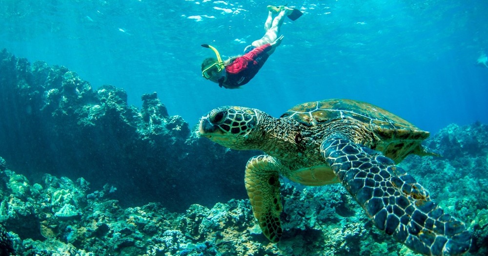 Sea Maui West Maui Half Day Snorkel Adventure